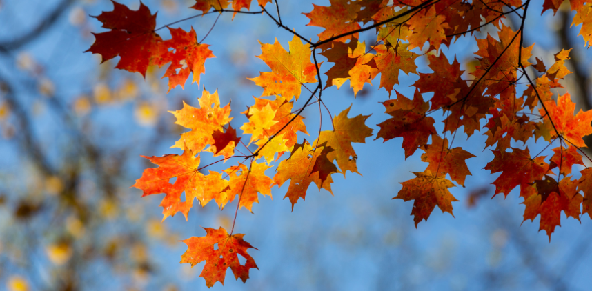 photo of fall leaves