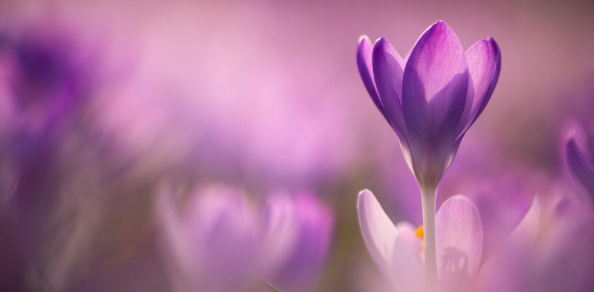 photo of spring flowers